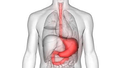 3D Illustration of Human Digestive System (Stomach Anatomy)