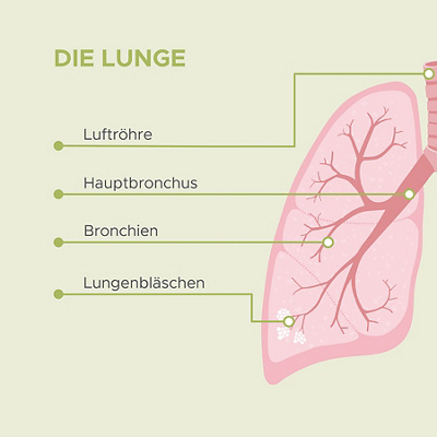 Visualisierung einer Lunge mit ihren verschiedenen Bestandteilen (links)