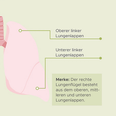 Visualisierung einer Lunge mit ihren verschiedenen Bestandteilen (rechts)