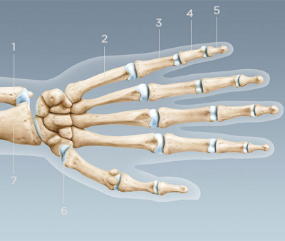 Anatomie de la main.