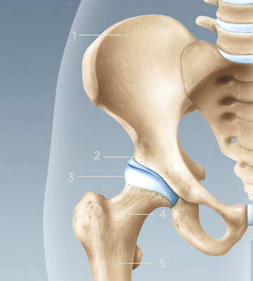 Anatomie de l'hanche.