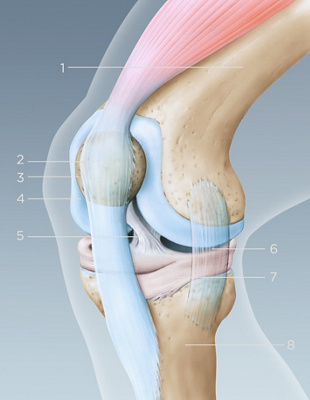 Hirslanden Orthopaedics, Anatomy of the knee