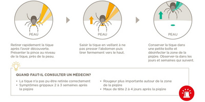 Piqûre de tique - Que faire?