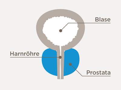 Skizze Blase, Harnröhre und Prostata