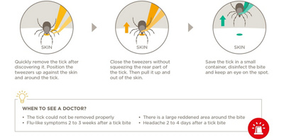 Tick bite removal – what should you do?