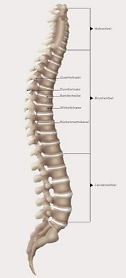 hirslanden-warum-verkruemmt-sich-das-rueckgrat-im-alter-1