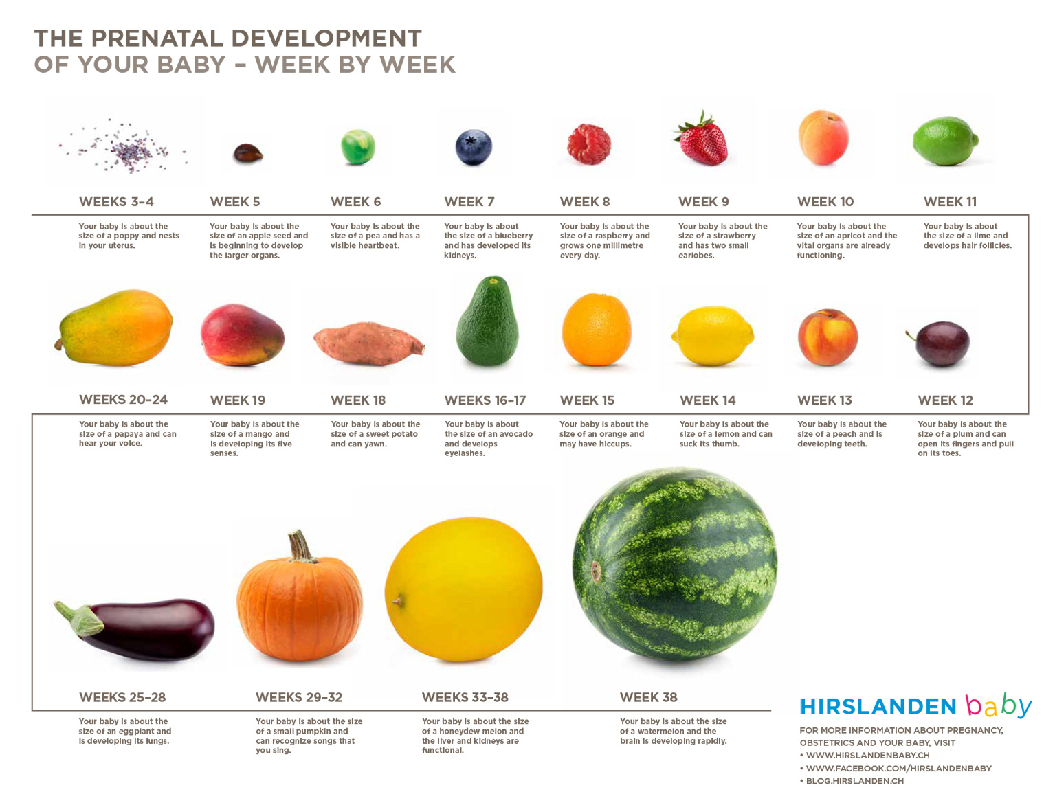 Pregnancy Week By Week Hirslanden Baby