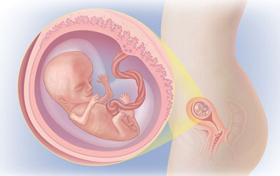 Schwangerschaftswoche 11