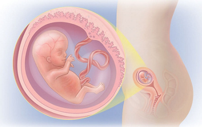 Schwangerschaftswoche 12
