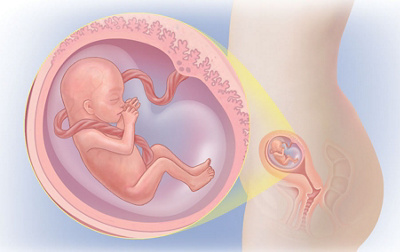 Schwangerschaftswoche 13