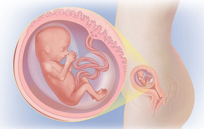 Schwangerschaftswoche 14