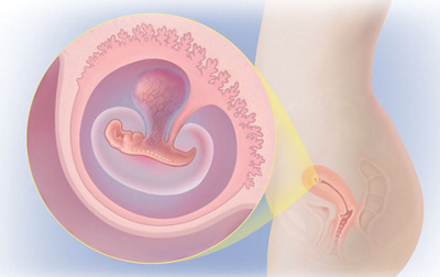 Schwangerschaftswoche 5