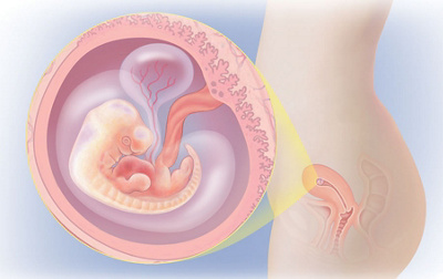 Schwangerschaftswoche 6