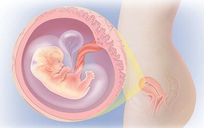 Schwangerschaftswoche 7