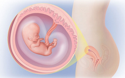 Schwangerschaftswoche 8
