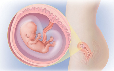 Schwangerschaftswoche 9