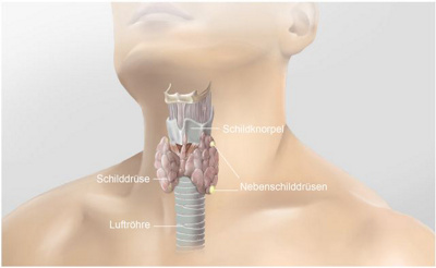 Schilddrüsen-Grafik