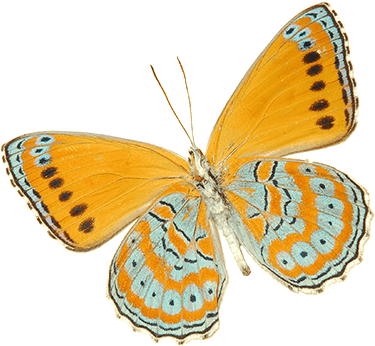Farfalla Logo Schmetterling