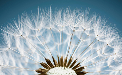 klinikstanna-kinderwunschzentrum-pusteblume-gettyimages-130406189