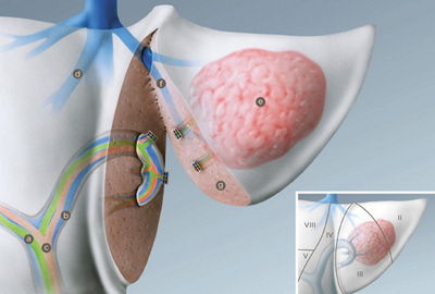 leber_anatomische_verhaeltnisse