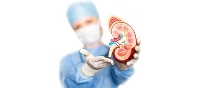 Medical professional holding cross section of kidney