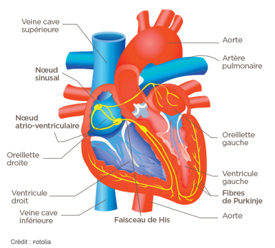 Schéma de la conduction cardiaque