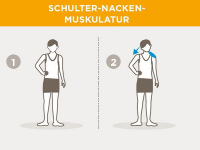 schulter-nacken-muskulatur