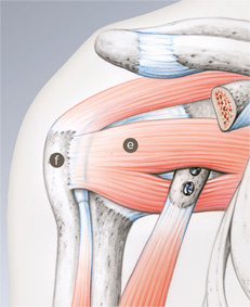 schulterstabilisierung_latarjet_3