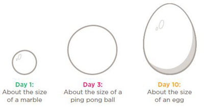 size of your baby’s stomac