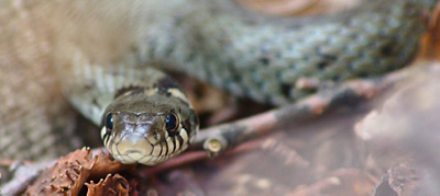 Emergency treatment for snake bites