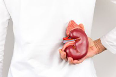 Ratgeber zu Zystennieren - ADPKD