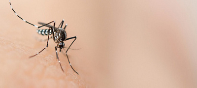 What is taxi malaria?
