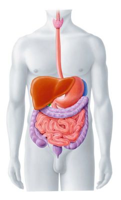 klinik-beau-site-viszeralchirurgie-organe-kompetenzen